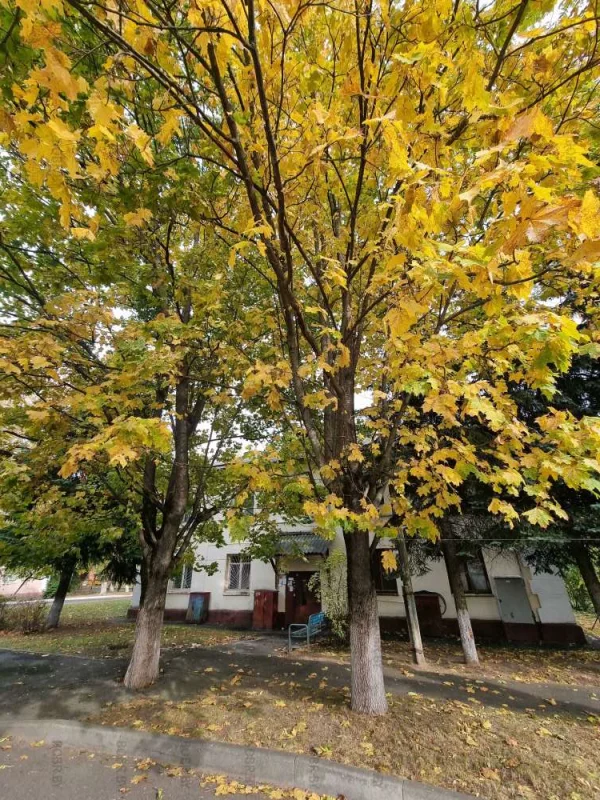 Краски осени в Ленгородке