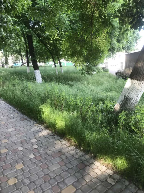 Улица Дзержинского. Трава по пояс. На клумбе ни одного цветочка . Зачем спрашивается вырубали сквер .