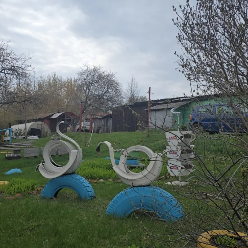 В Бобруйске дворы начали прилетать лебеди