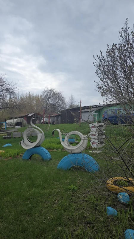 В Бобруйске дворы начали прилетать лебеди