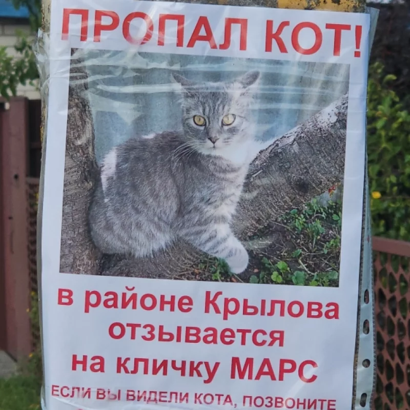 Ещё один котик потерялся