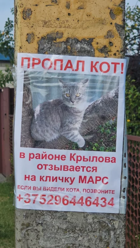 Ещё один котик потерялся