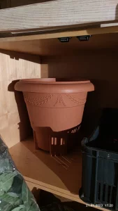 Декоративное дерево