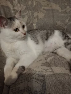 Кошечка в добрые руки