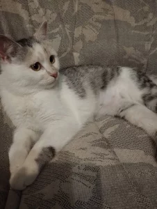 Кошечка в добрые руки