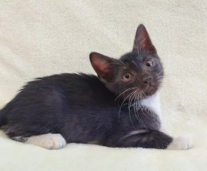 Котёнок девочка