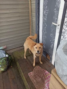 Кто потерял?