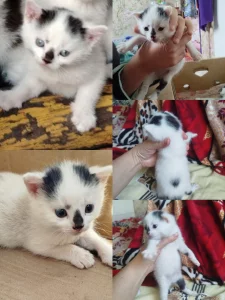 Котенок ищет дом