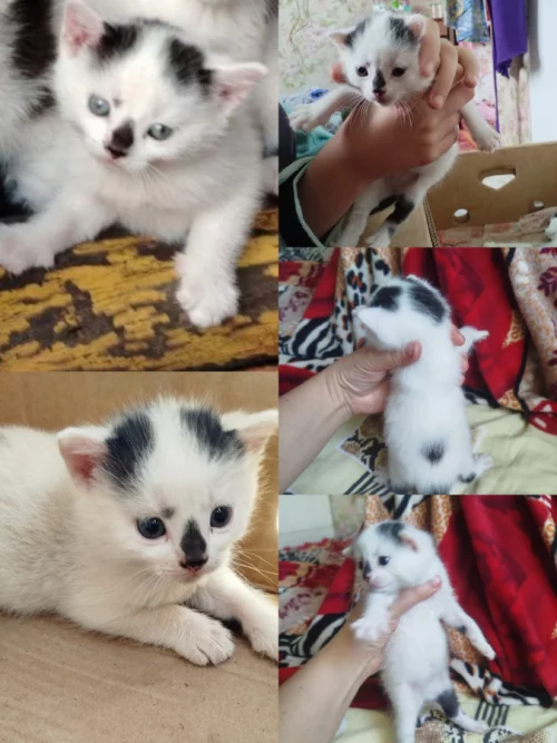 Котенок ищет дом