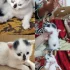 Котенок ищет дом