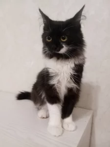 Кошечка подросток