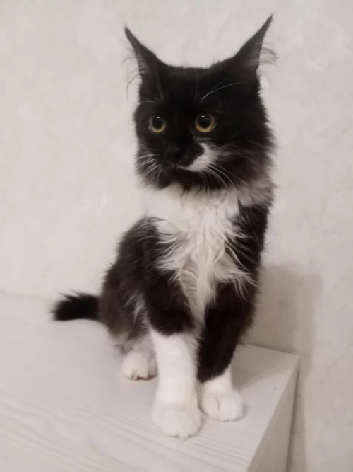 Кошечка подросток