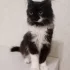 Кошечка подросток