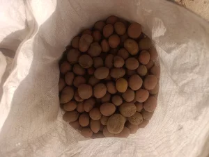 Картофель мелкий