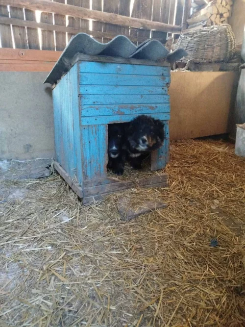 Сладкий Финик в самые добрые руки