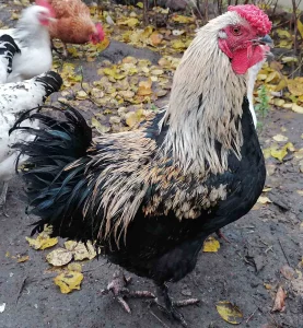 Петушок 6, 5 мес