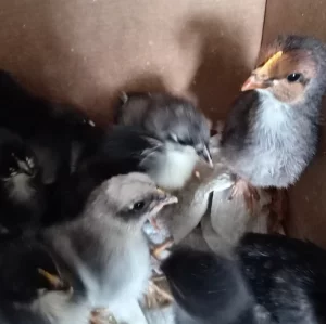 Цыплята кур несушек подросшие