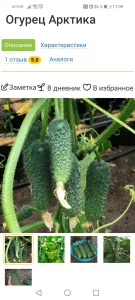 Огурцы рассада