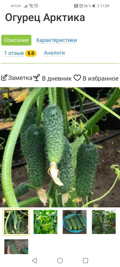 Огурцы рассада