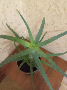 Алоэ столетник