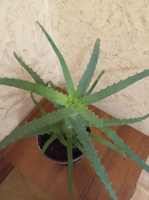 Алоэ столетник