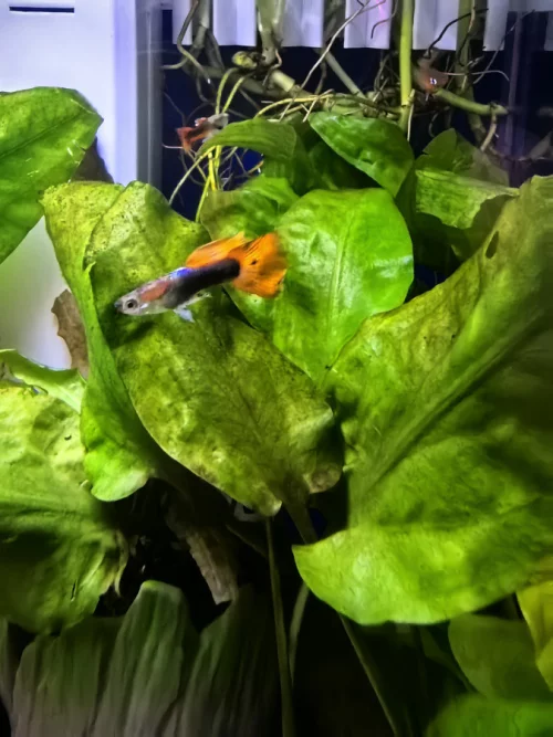 Рыбки гуппи