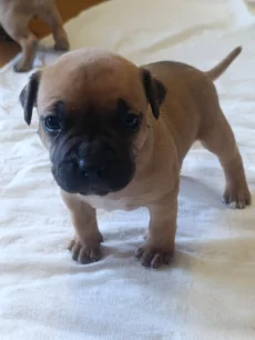 Щенки американский стаффордширский терьер