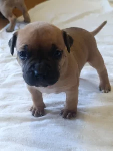 Щенки американский стаффордширский терьер