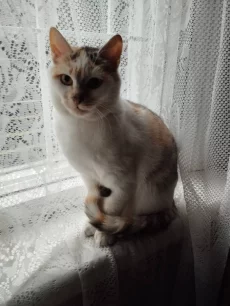 Пушистые и ласковые кошечки ищут свой дом.