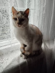 Пушистые и ласковые кошечки ищут свой дом