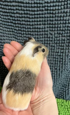 Морская свинка самка