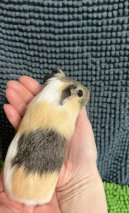 Морская свинка самка