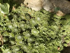 Многолетники