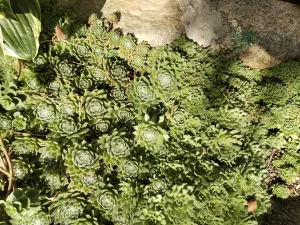 Многолетники