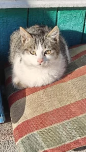 Бесплатно шикарный котёнок