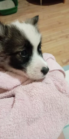 Отдам щенка