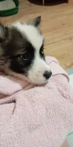 Отдам щенка