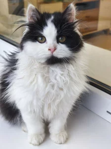 Прелестная мурчалка в добрые руки