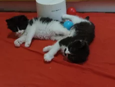 Красивые Котята
