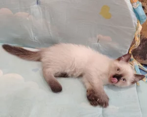 Уникальный котёнок ищет своего человека