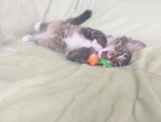 Котенок ищет дом