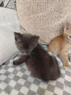 Котята ищут дом
