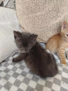 Котята ищут дом