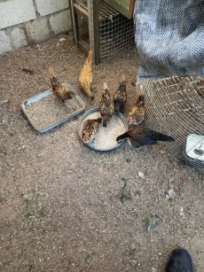 Птицы