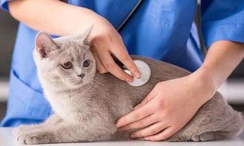 Ветеринарная диагностика – здоровье вашего питомца