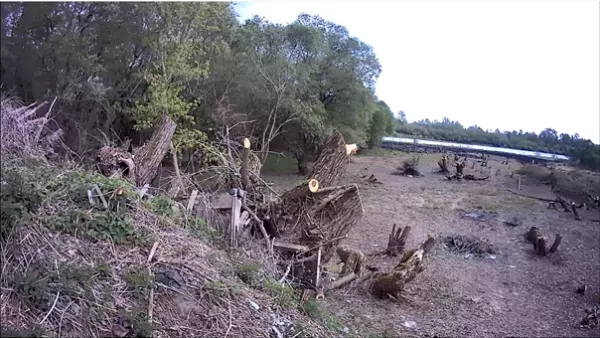 Бобруйчанин незаконно вырубил 186 деревьев в Светлогорском районе