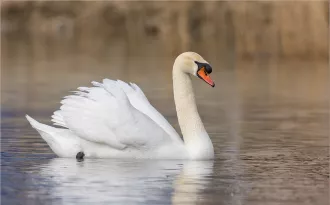 Красота! На днях один из бобруйских водоёмов посетила молодая лебединая пара