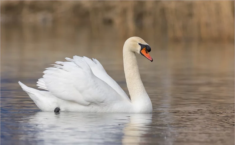 Красота! На днях один из бобруйских водоёмов посетила молодая лебединая пара