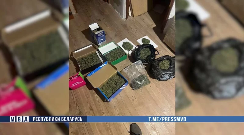 Сотрудники бобруйского наркоконтроля задержали мужчину за выращивание конопли