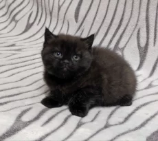 Чёрная пантера. Британский котенок